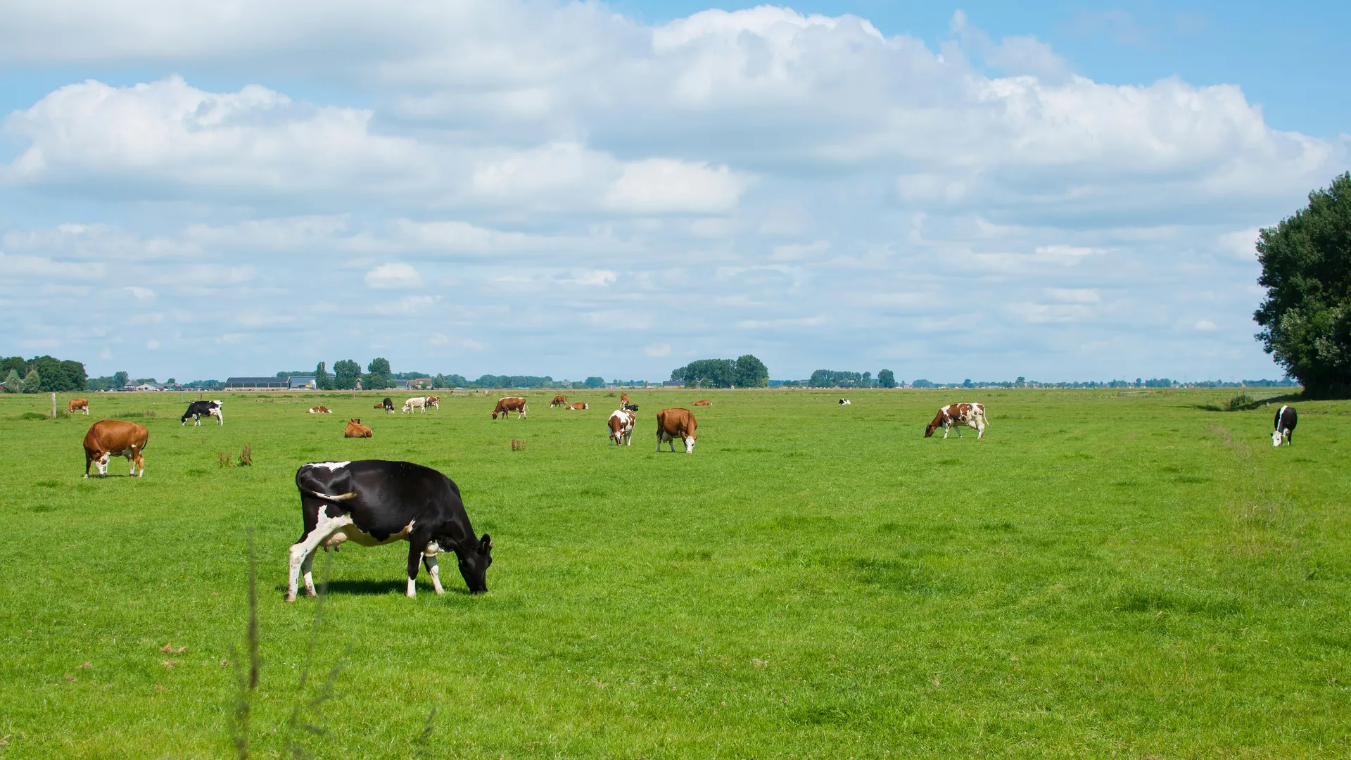 Wanneer is melk biologisch? En waar moet je op letten in de supermarkt?