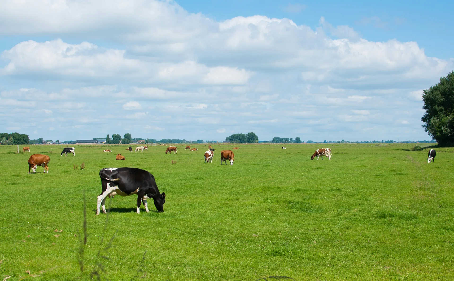 Afbeelding van Wanneer is melk biologisch? En waar moet je op letten in de supermarkt?