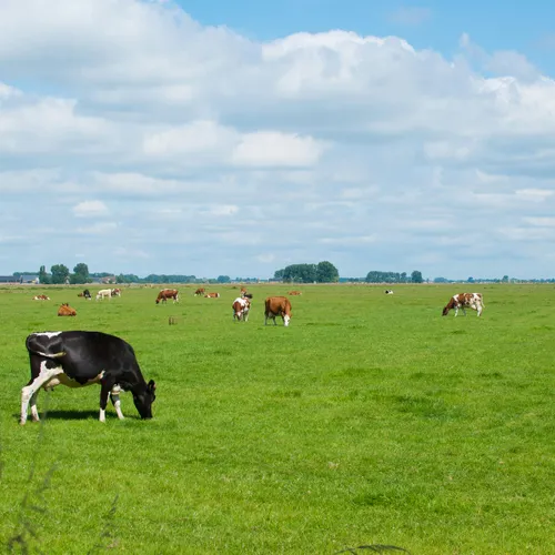 Afbeelding van Wanneer is melk biologisch? En waar moet je op letten in de supermarkt?