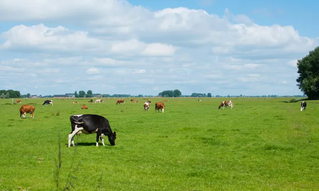 Afbeelding van Wanneer is melk biologisch? En waar moet je op letten in de supermarkt?