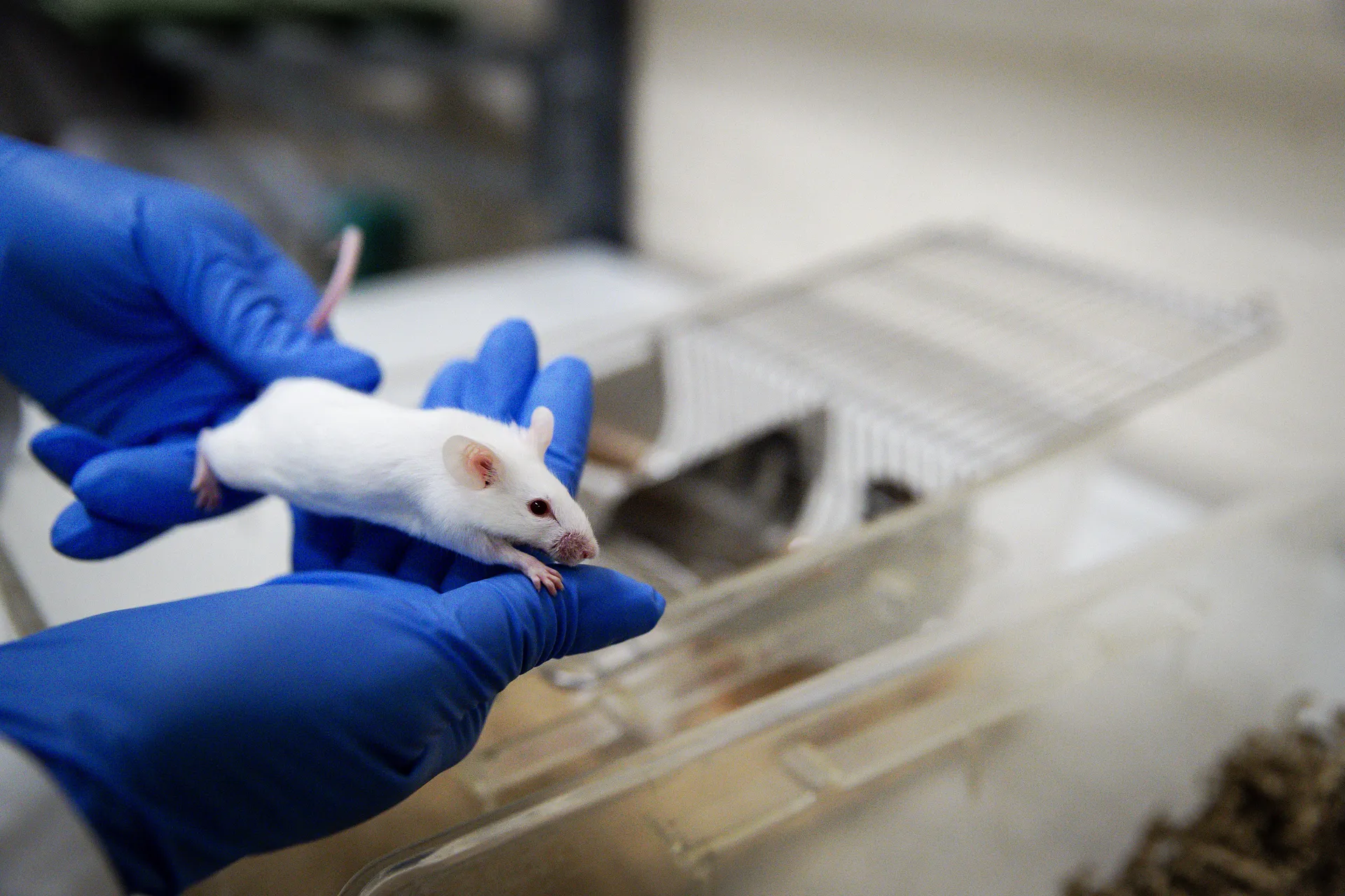 Afbeelding van Hoezo worden er nog steeds proefdieren gebruikt?!