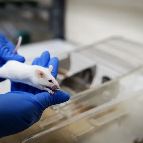 Afbeelding van Hoezo worden er nog steeds proefdieren gebruikt?!