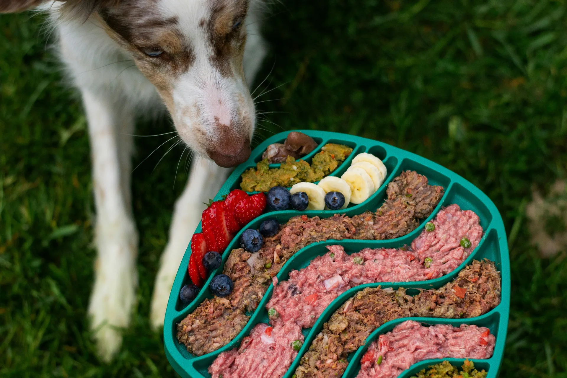 Afbeelding van Kan jouw hond of kat ook vegetarisch eten?