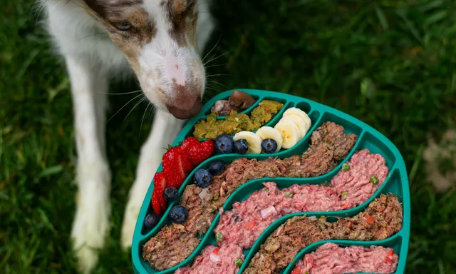Afbeelding van Kan jouw hond of kat ook vegetarisch eten?