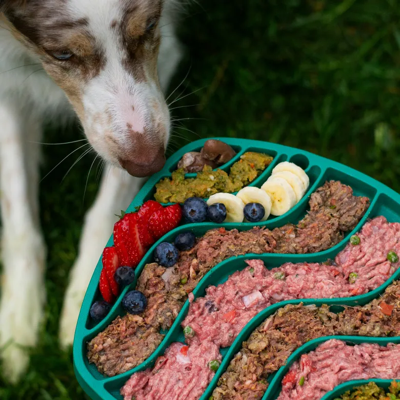Afbeelding van Kan jouw hond of kat ook vegetarisch eten?