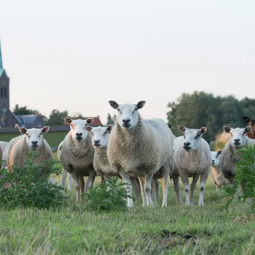 Afbeelding van Joep woont in een vergrijzend dorp: 'Er woont gemiddeld nog 1,5 persoon per huis'