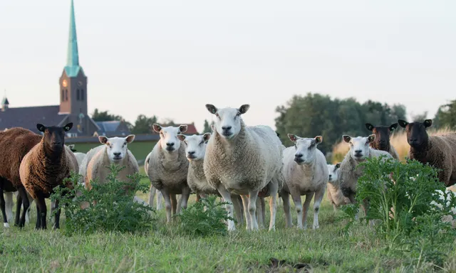 Afbeelding van Joep woont in een vergrijzend dorp: 'Er woont gemiddeld nog 1,5 persoon per huis'