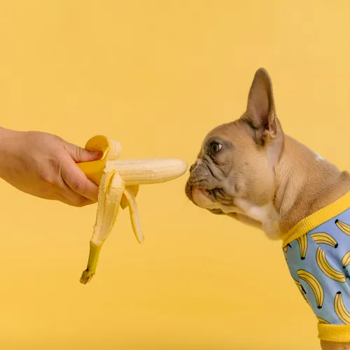 Kan jouw hond of kat ook vegetarisch eten?