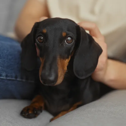 Teckels, herders en labradoodles: zijn rashonden wel zo gezond?
