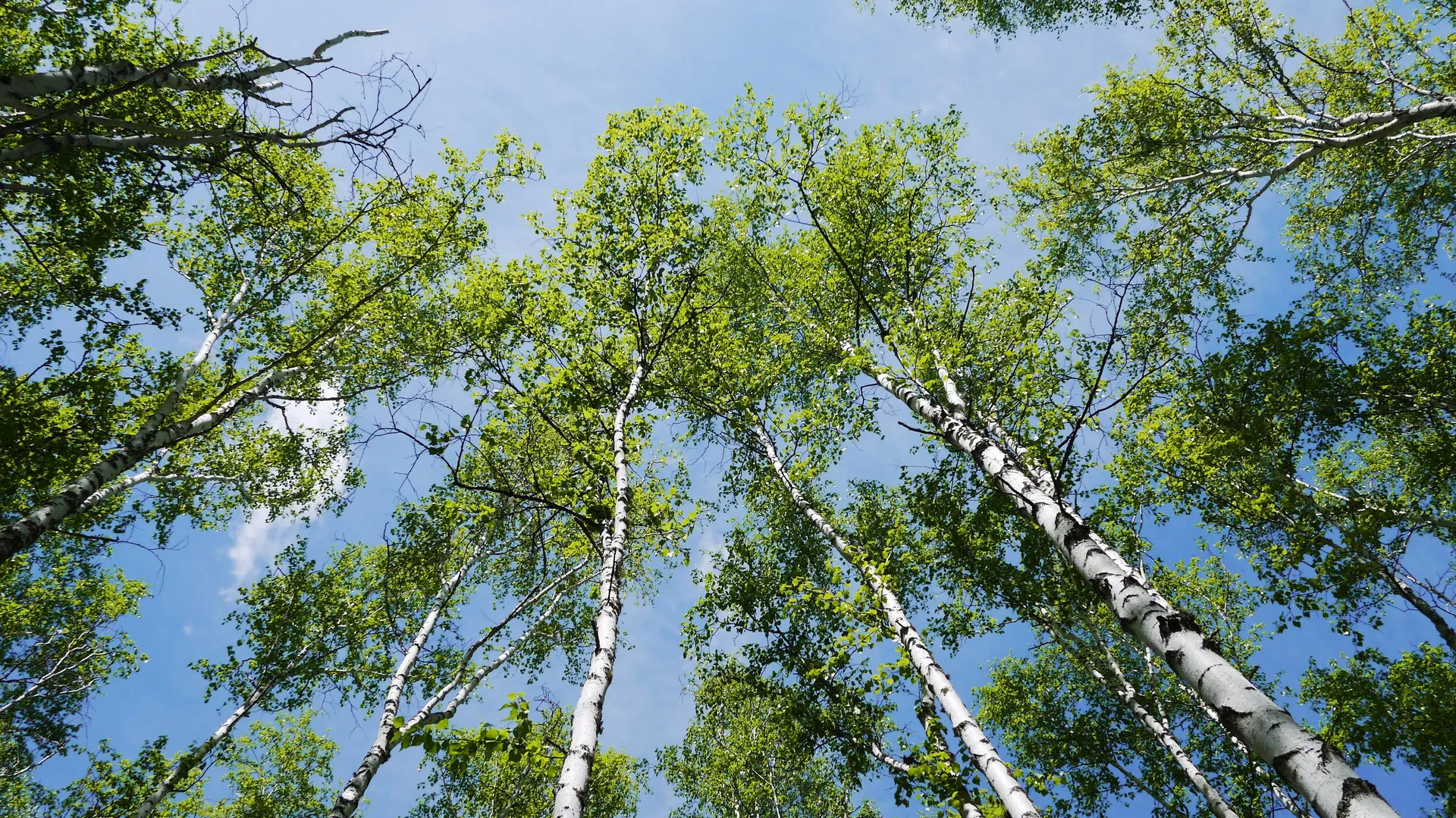 Afbeelding van Kunnen bomen met elkaar praten?