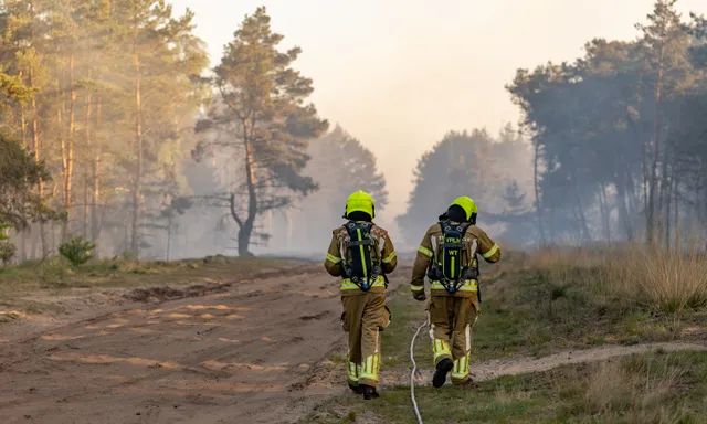 Afbeelding van Hoe snel herstelt de natuur zich na een brand?