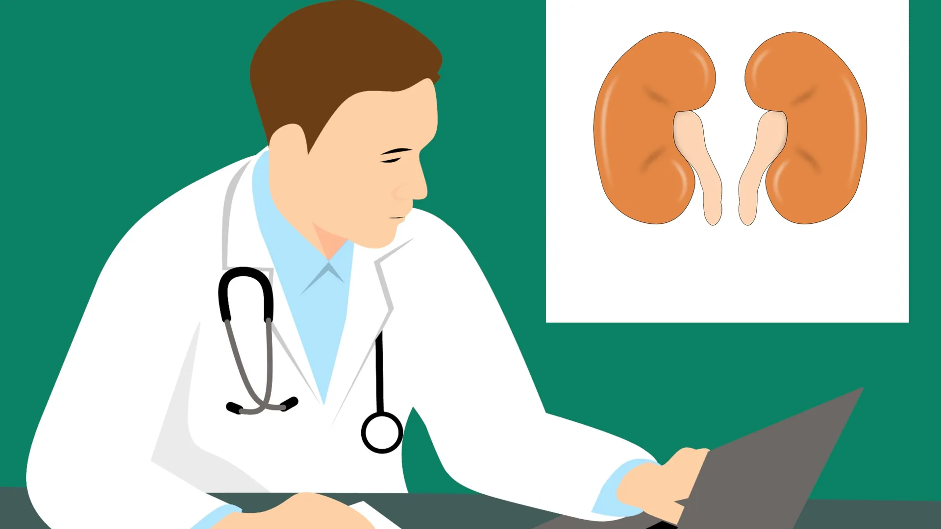 Een nier doneren: zo verloopt het traject van aanmelding tot transplantatie en herstel.