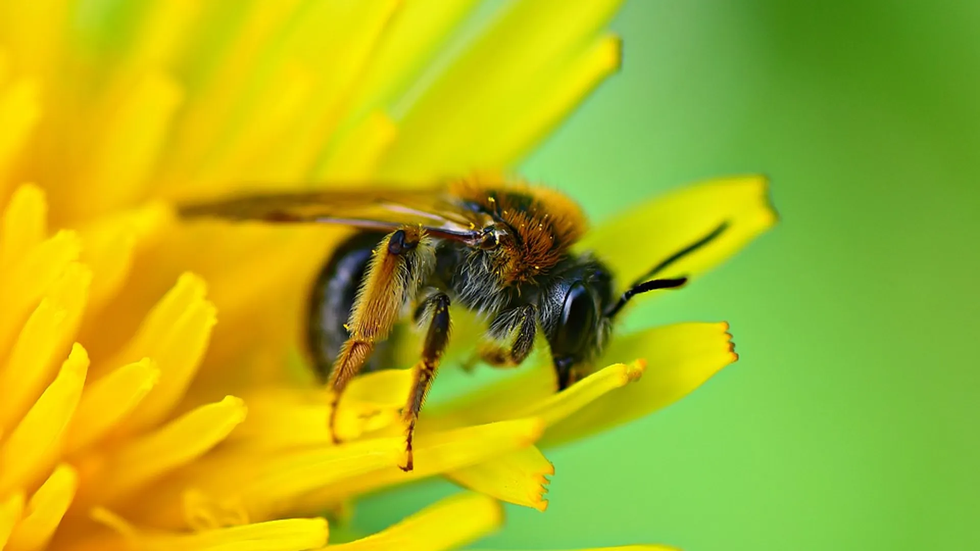 bee-4182121_960_720