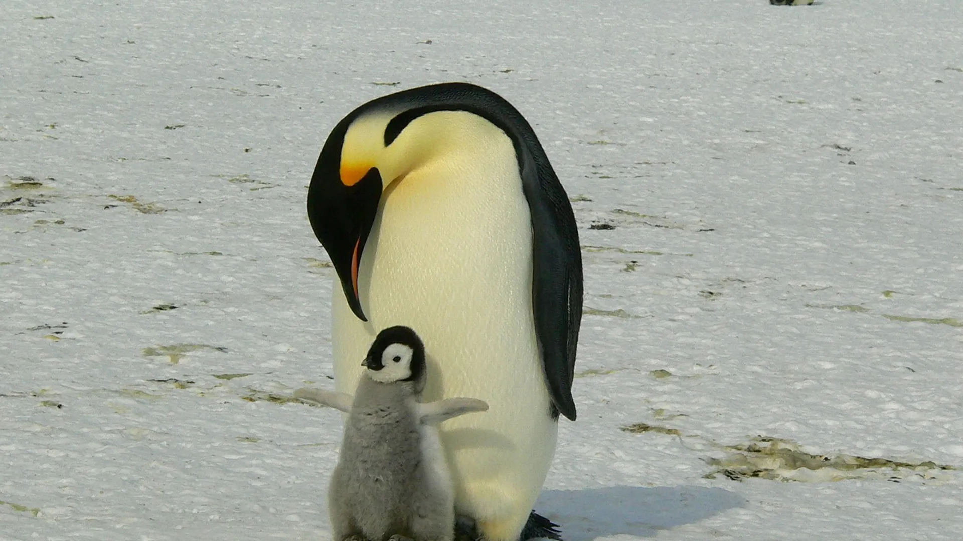 penguins-429134_1280