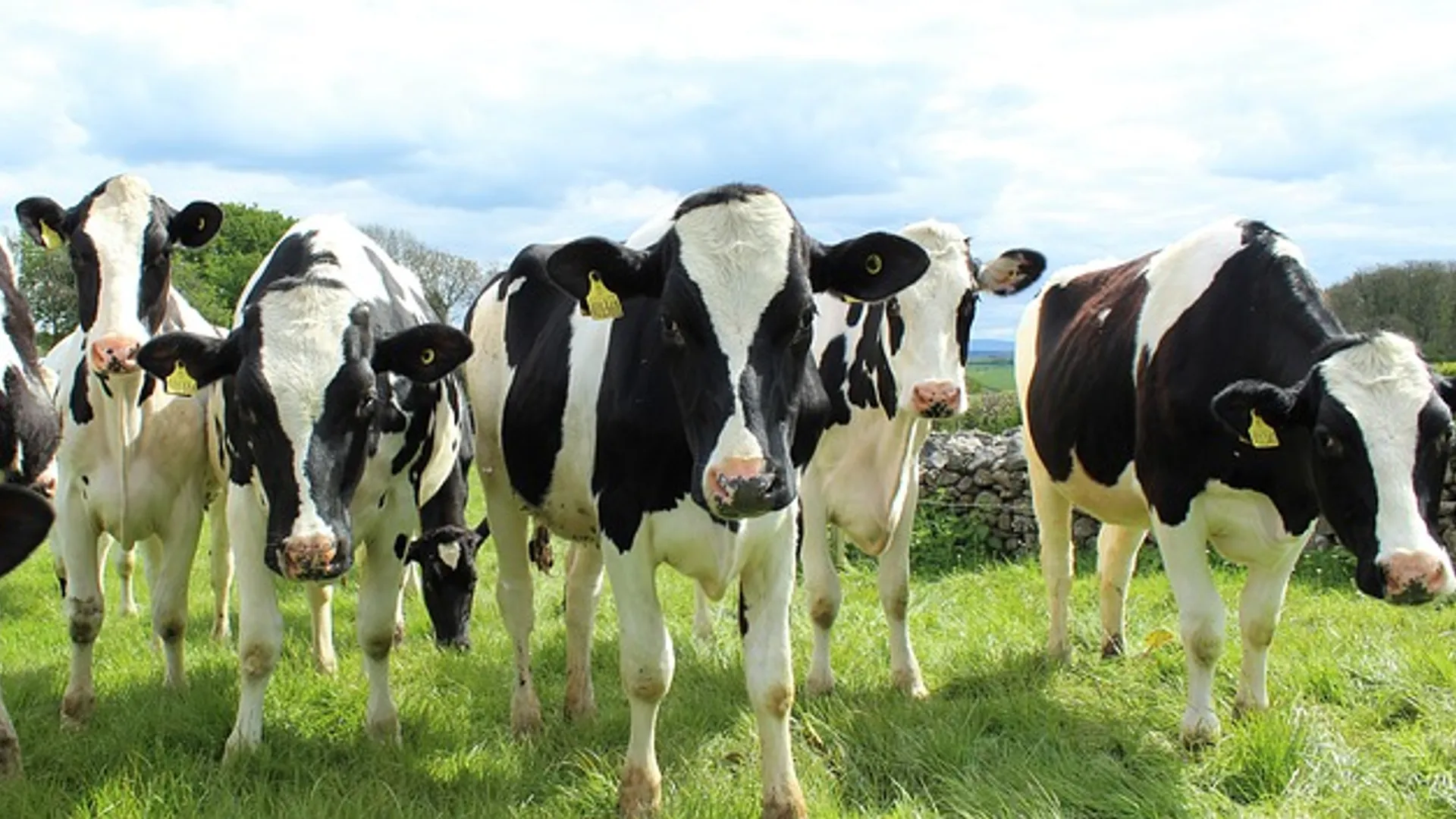 holstein-cattle-2318436_640