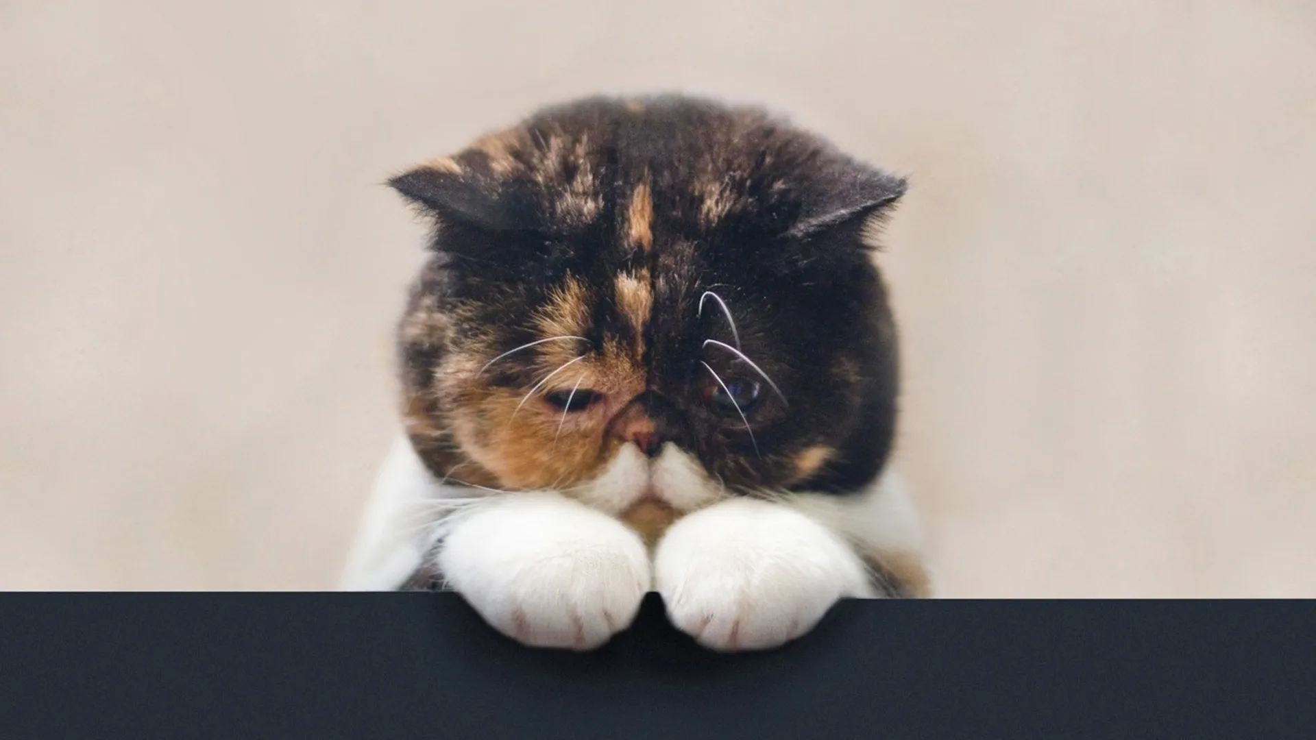 SadKittyDidntMakeTop5