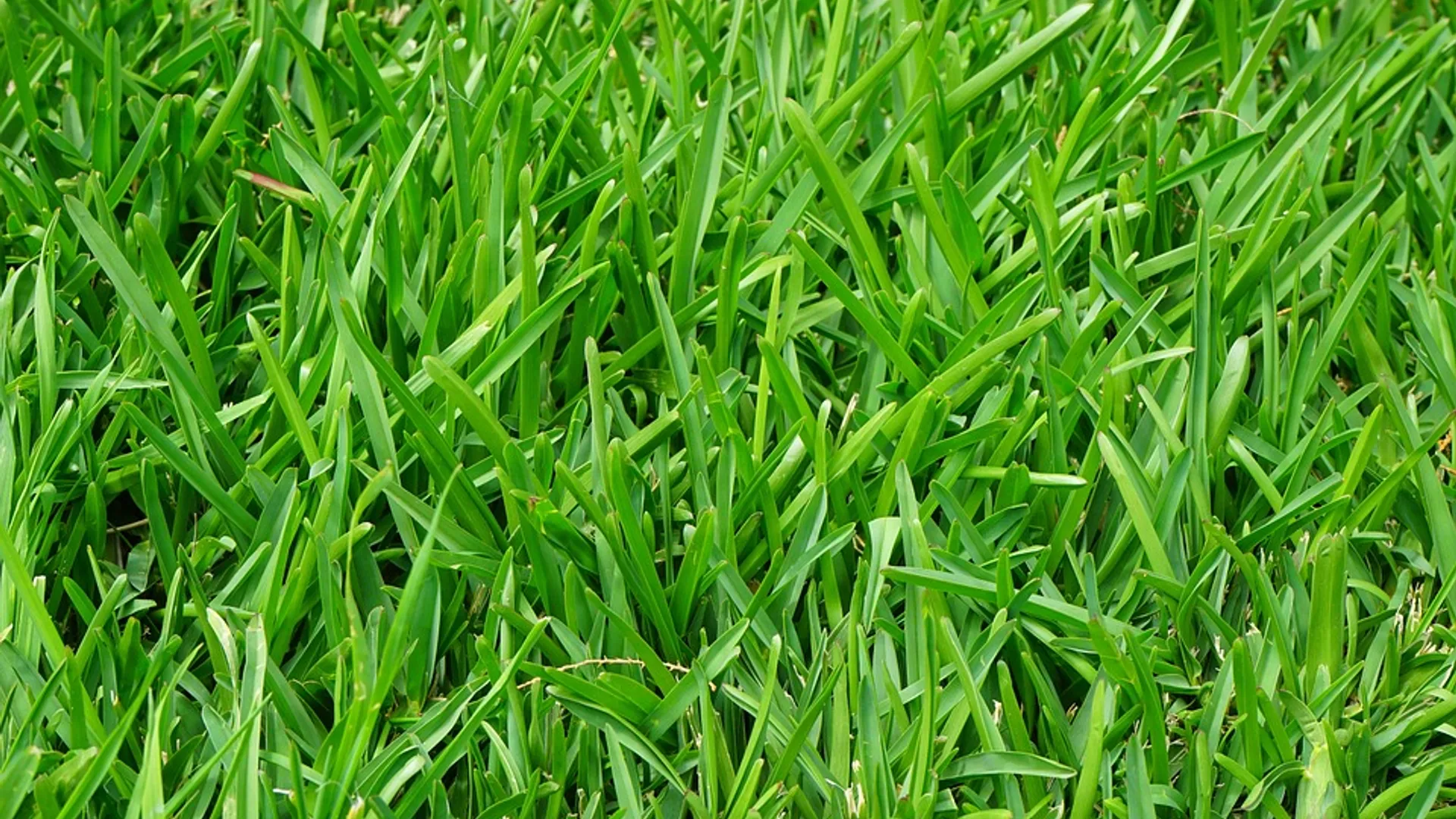 gras