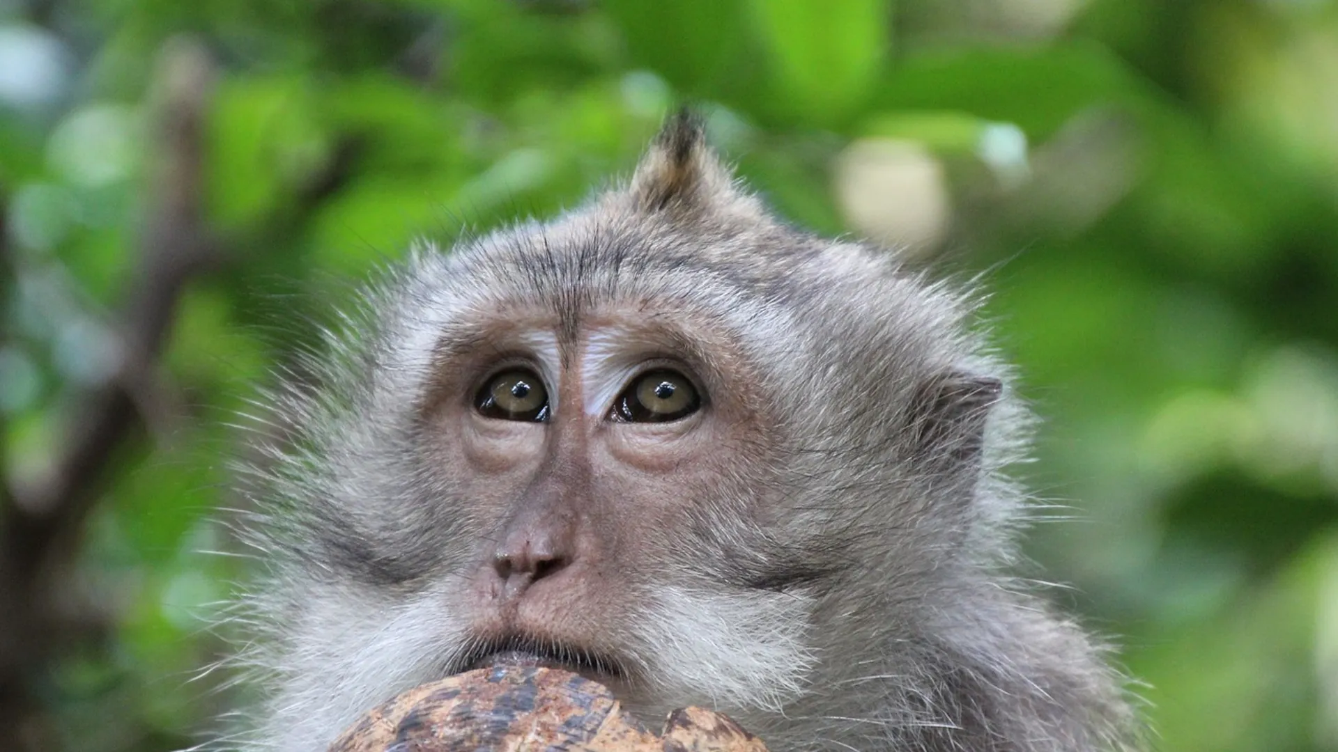 monkey-2364851_1280