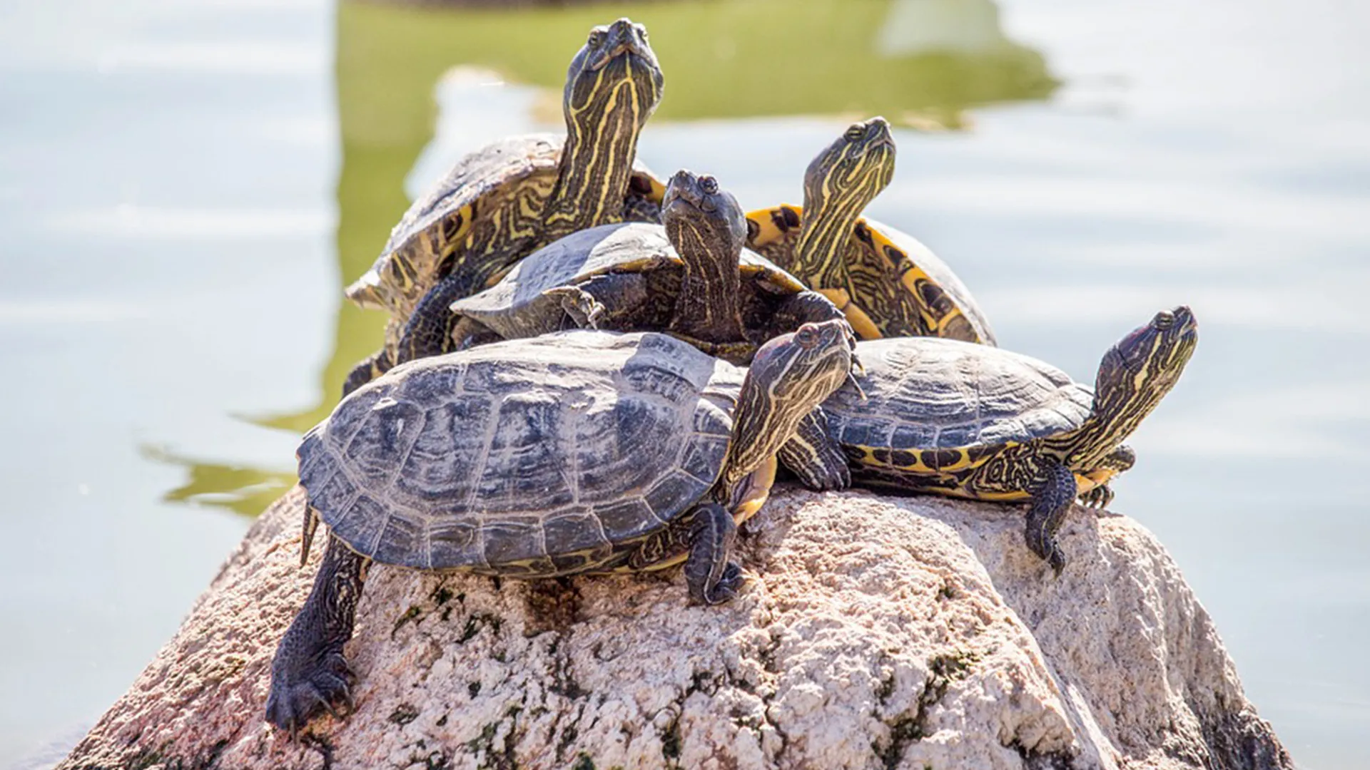 schildpadjes daglicht thumb