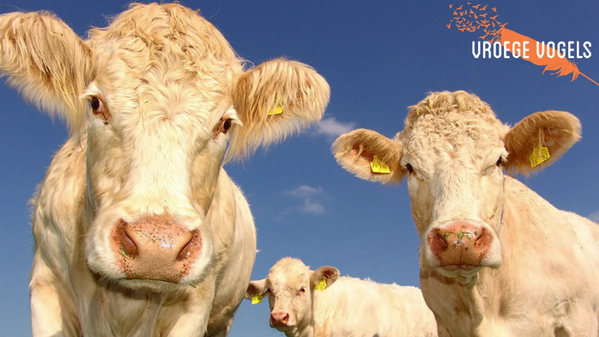 Schermafbeelding 2018-01-26 om 10.21.49