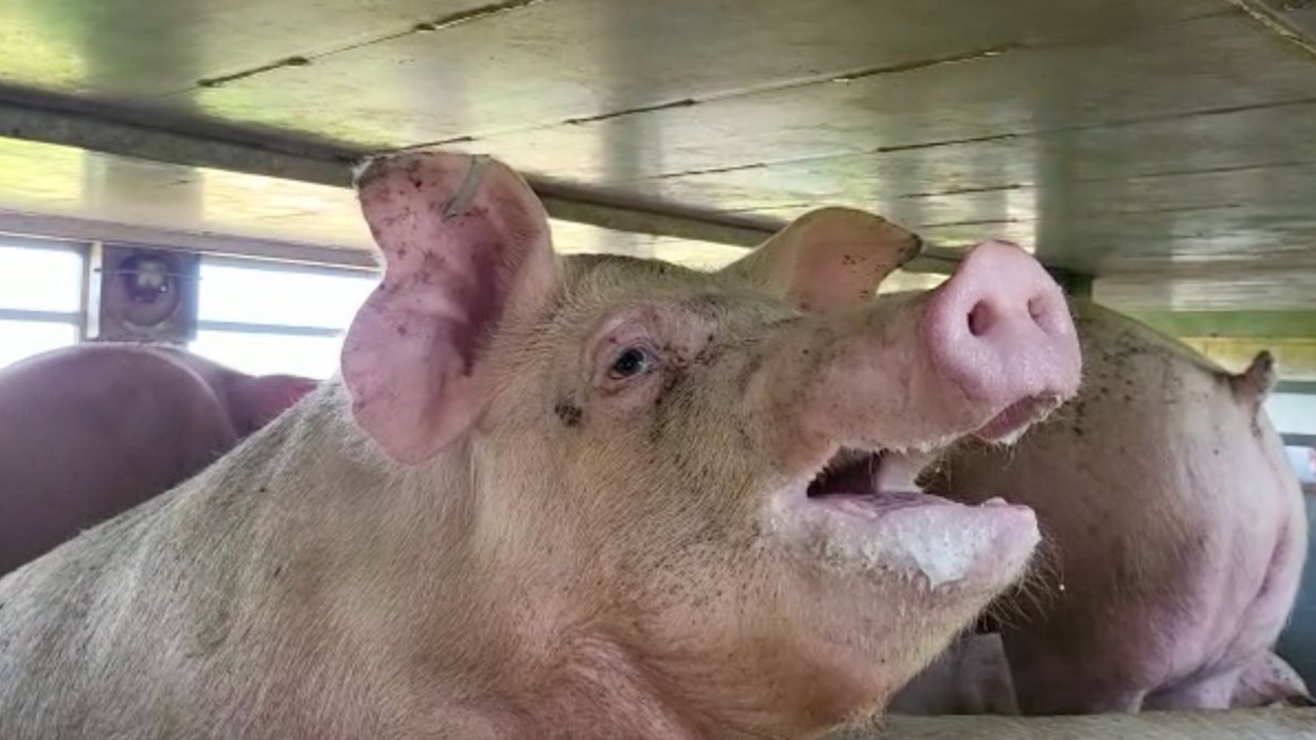 Beelden van oververhitte varkens in vrachtwagens
