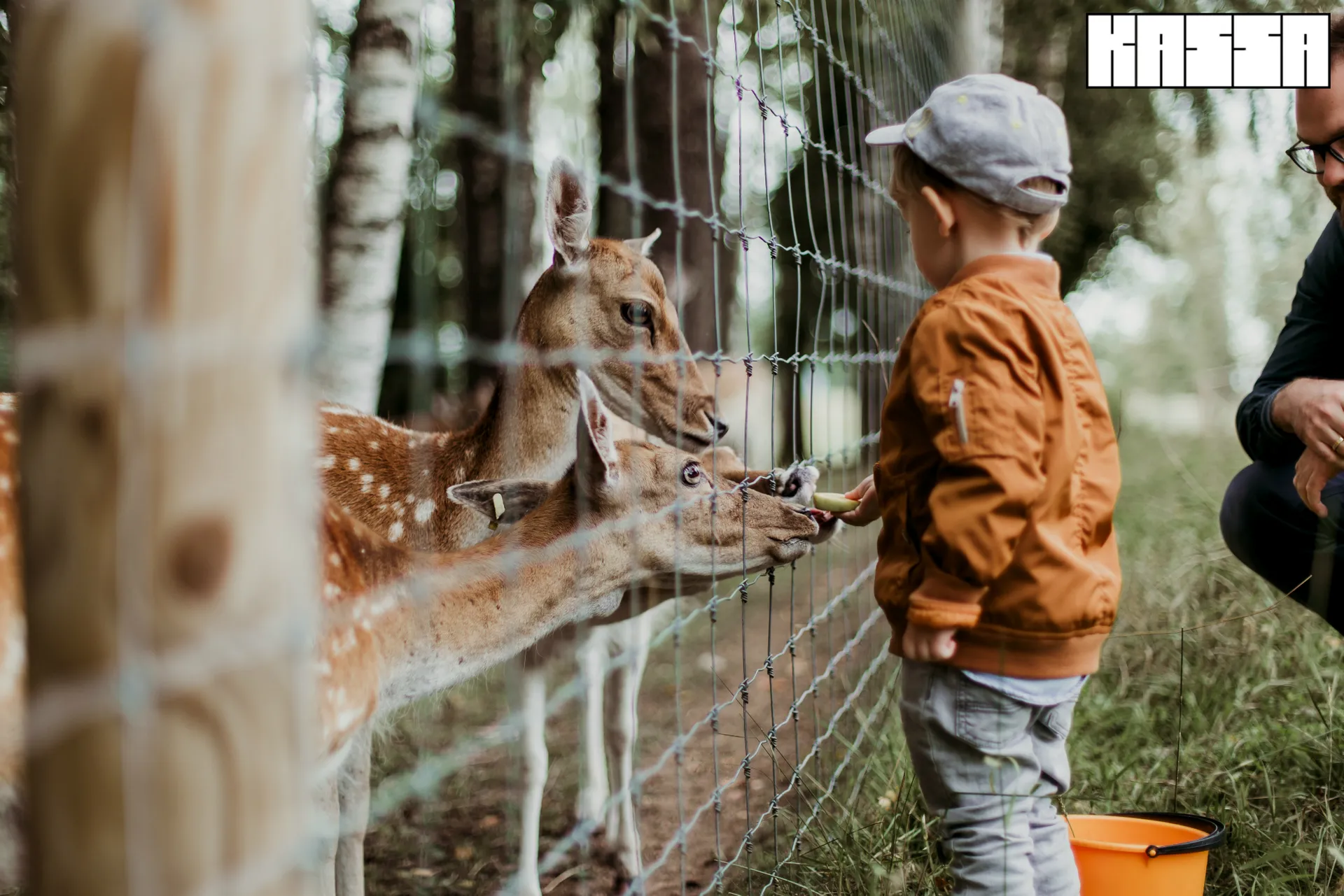 Afbeelding van Ruim 10 miljoen mensen bezoeken dierentuinen | Kassa