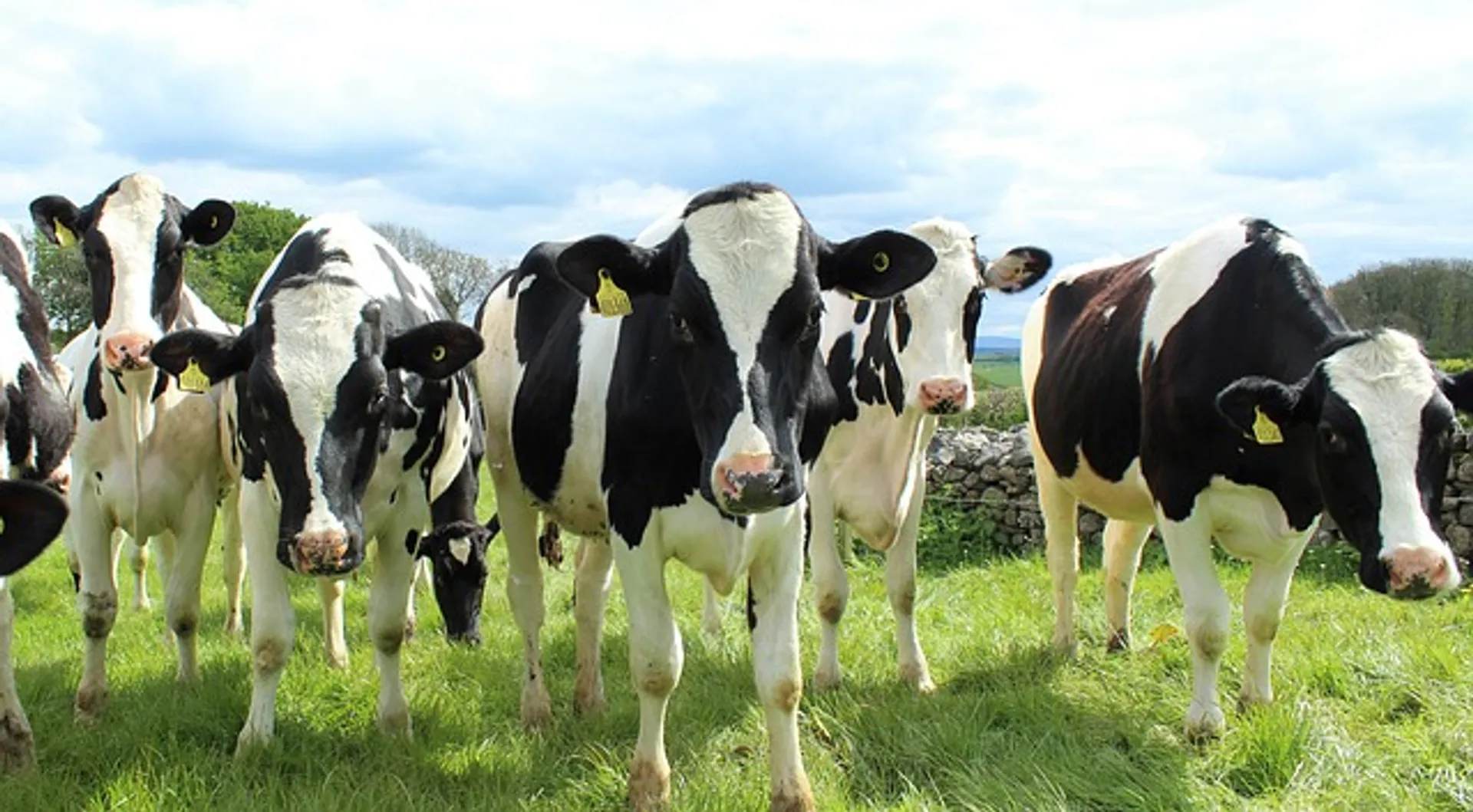 Afbeelding van Hoe gaan boeren de bodemdaling te lijf?