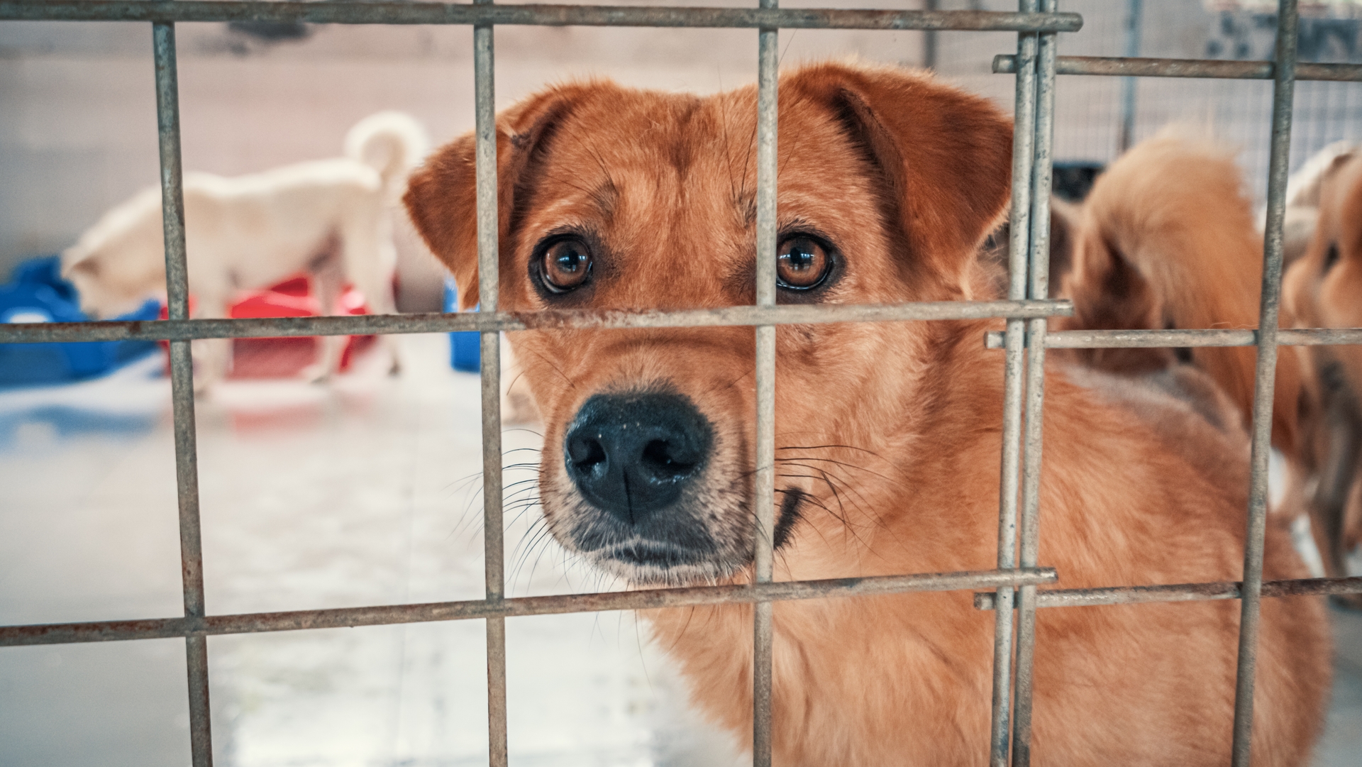 Afbeelding van Puppy, kitten of konijn kopen? Dit moet je weten.