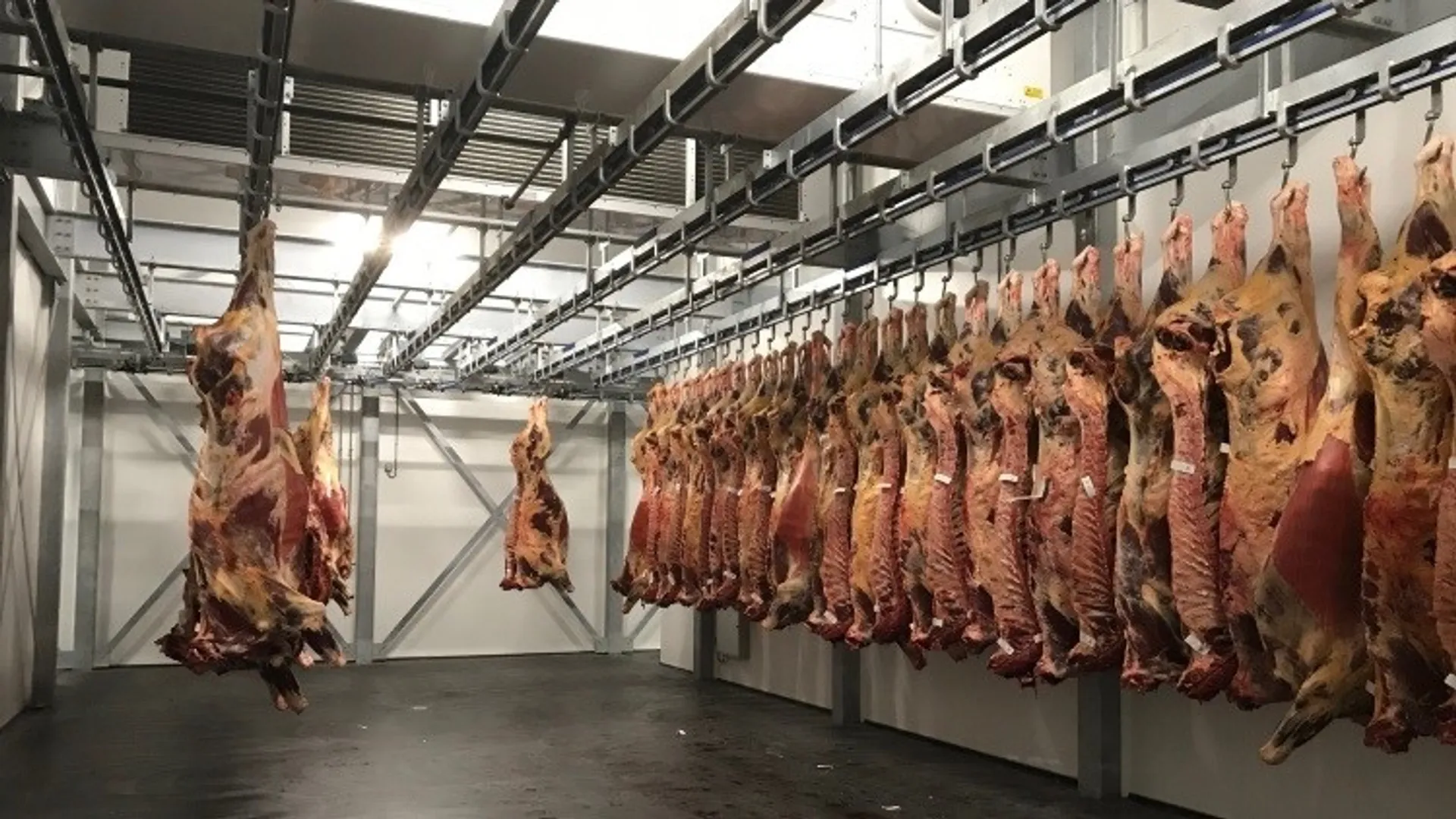 Afbeelding van Slachthuis martelt varkens voor zo’n €1500