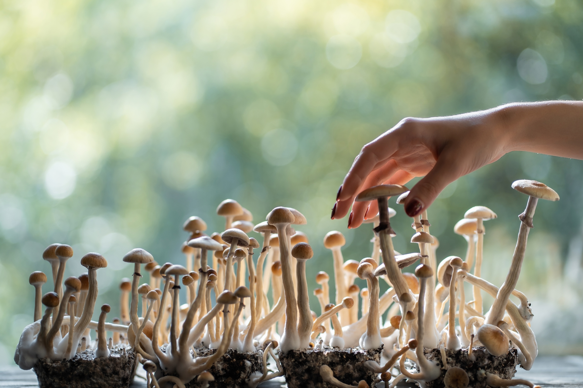 Afbeelding van Kunnen paddo's en truffels (psilocybine) helpen bij depressie?