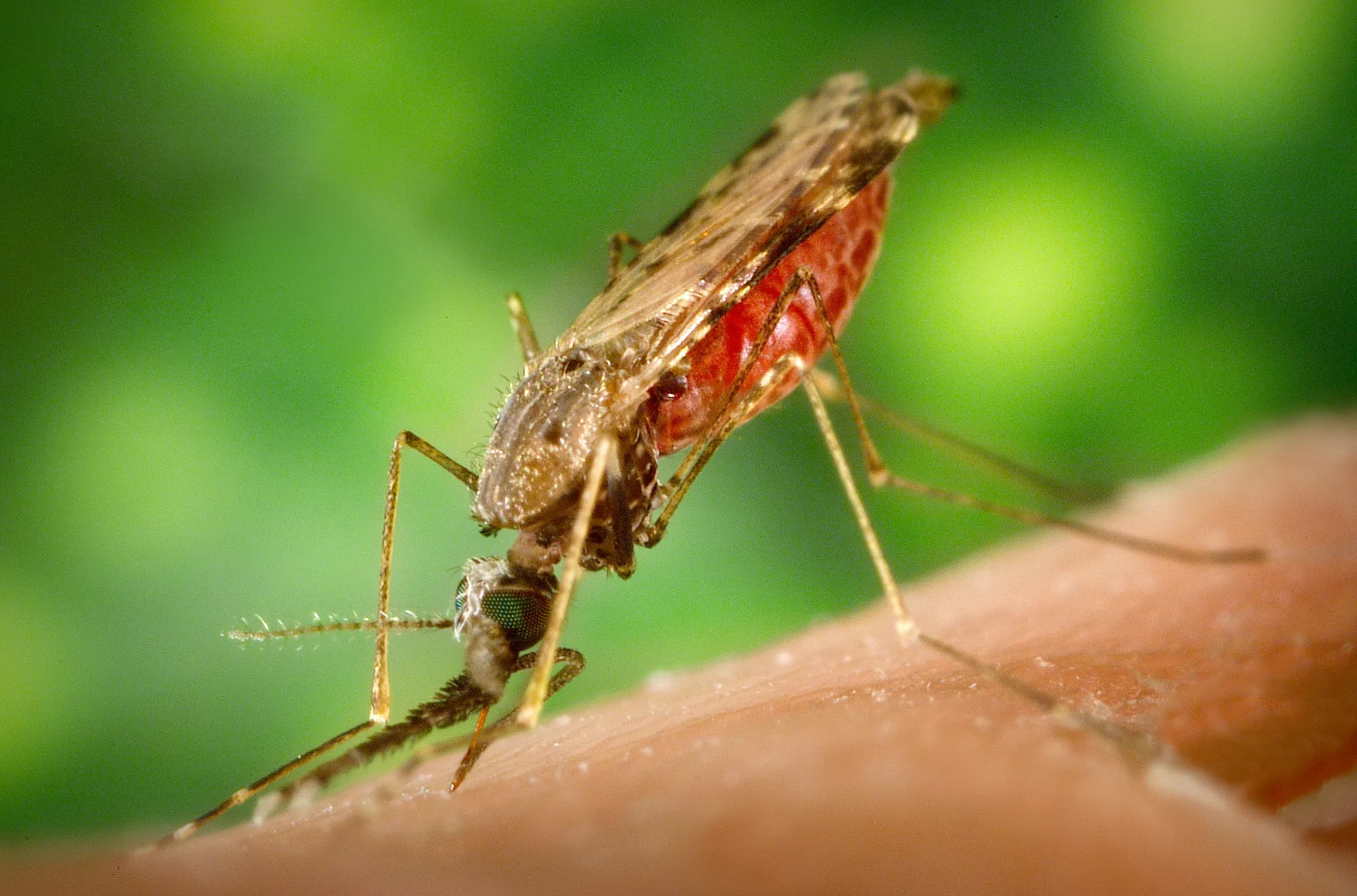 Afbeelding van Eindelijk is er een medicijn tegen malaria dat werkt