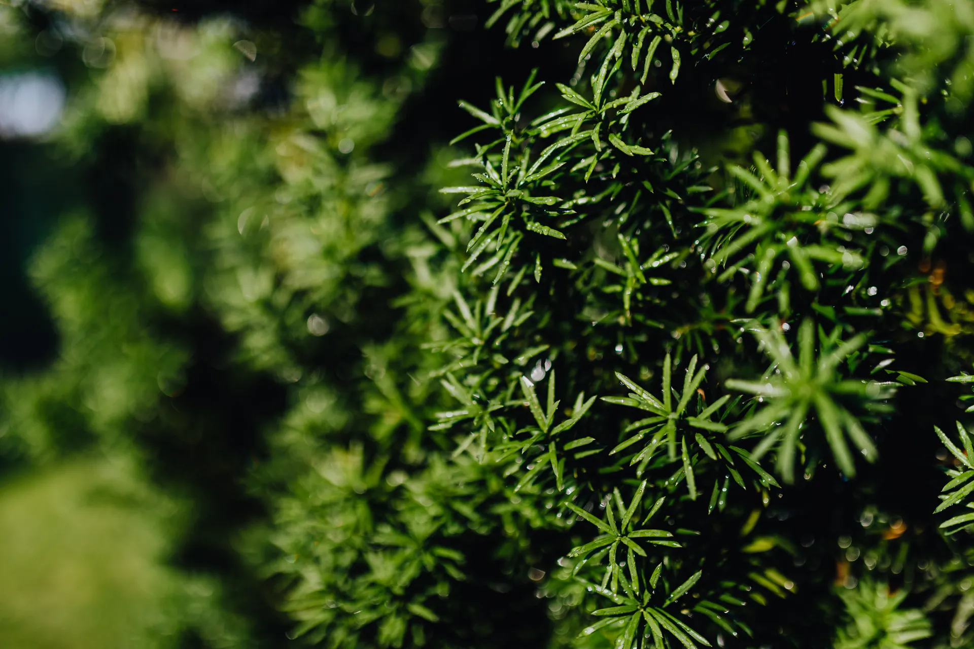 Afbeelding van Dit plantje uit jouw tuin kan kankerpatiënten helpen?!