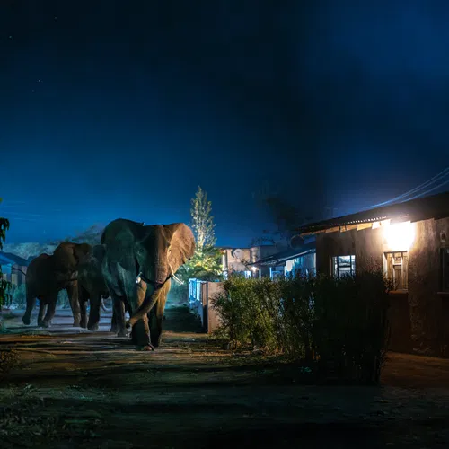 Afbeelding van Jasper Doest over olifanten in Zambia: ‘Ze horen hier niet te zijn, maar die olifanten kunnen er ook niks aan doen’