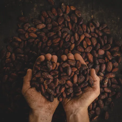 Hoe duurzaam is chocolade?