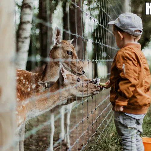 Ruim 10 miljoen mensen bezoeken dierentuinen | Kassa