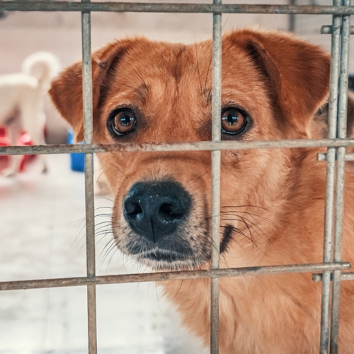 Puppy, kitten of konijn kopen? Dit moet je weten.