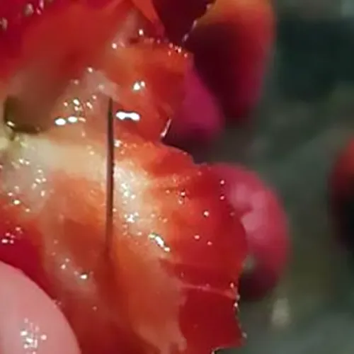 Fruitfiasco in Australië: steeds meer naalden aangetroffen in fruit