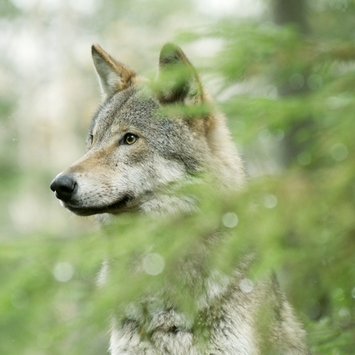 Natuurfilmer Cees van Kempen: ‘Dat de wolf terug is, is belangrijk'