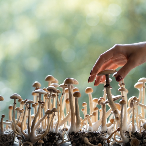 Afbeelding van Kunnen paddo's en truffels (psilocybine) helpen bij depressie?