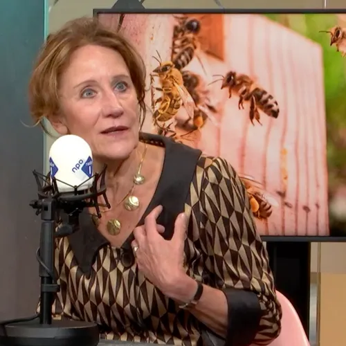 Hoe zorg je zelf voor meer biodiversiteit in Nederland?