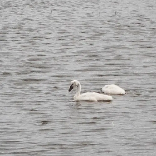 Joop: Van olie bevrijde zwanen worden even verderop afgeslacht met priemen