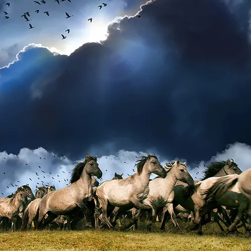 Kijk nu: De Nieuwe Wildernis