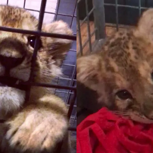 Politie vindt leeuwenwelpje in Lamborghini