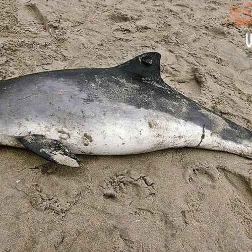 15% bruinvissen heeft plastic in maag