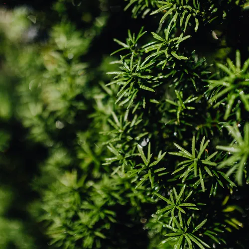 Dit plantje uit jouw tuin kan kankerpatiënten helpen?!