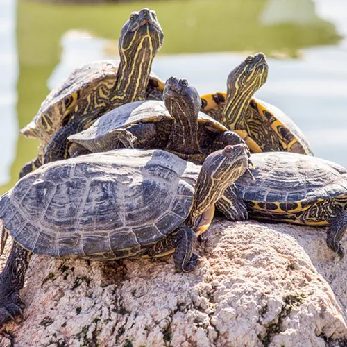 Britse toerist vindt schildpad terug in vagina