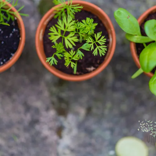 Planten kunnen onder druk afgewogen beslissingen nemen | Vroege Vogels