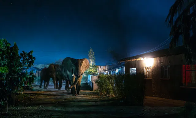 Afbeelding van Jasper Doest over olifanten in Zambia: ‘Ze horen hier niet te zijn, maar die olifanten kunnen er ook niks aan doen’